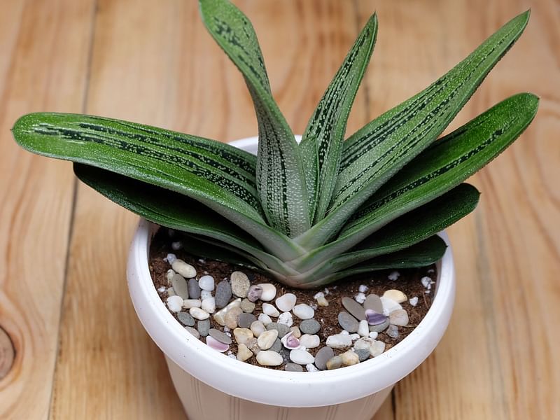 Gasteria | Aloaceae
