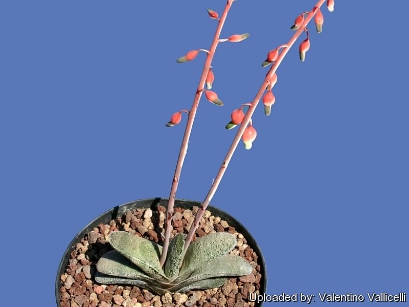 Gasteria Baylissiana Flower | Gasteria | Aloaceae