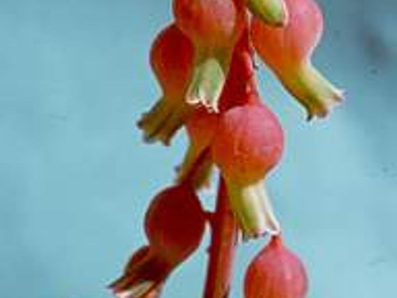 Gasteria Baylissiana Flower | Gasteria | Aloaceae
