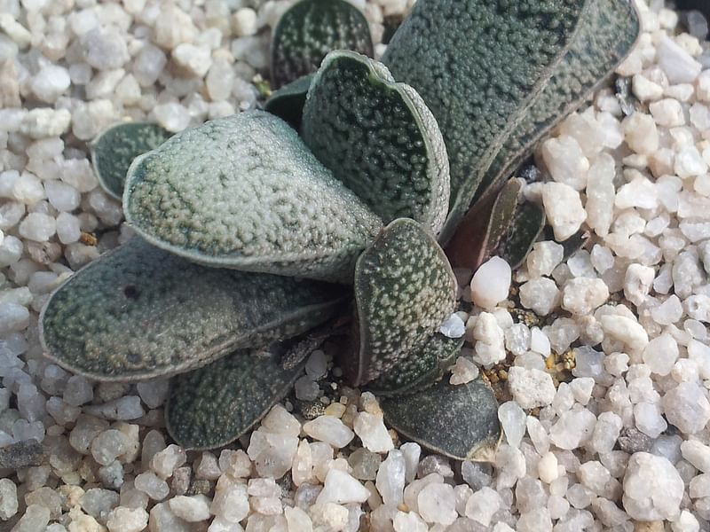 Gasteria Baylissiana Flower | Gasteria | Aloaceae