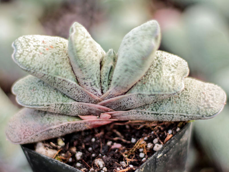 Gasteria Baylissiana Flower | Gasteria | Aloaceae