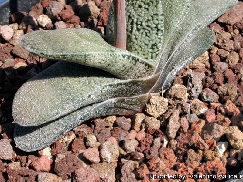 Gasteria Baylissiana Flower | Gasteria | Aloaceae