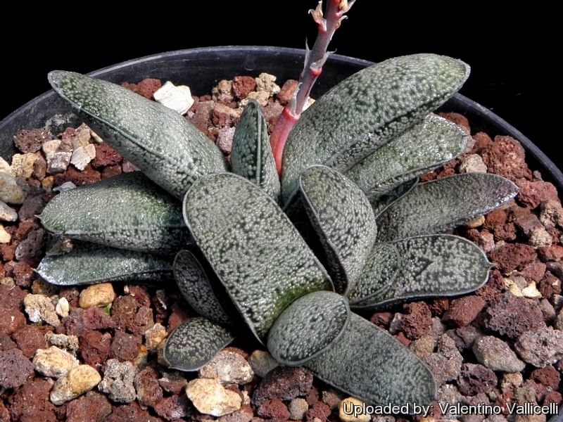 Gasteria Baylissiana Flower | Gasteria | Aloaceae