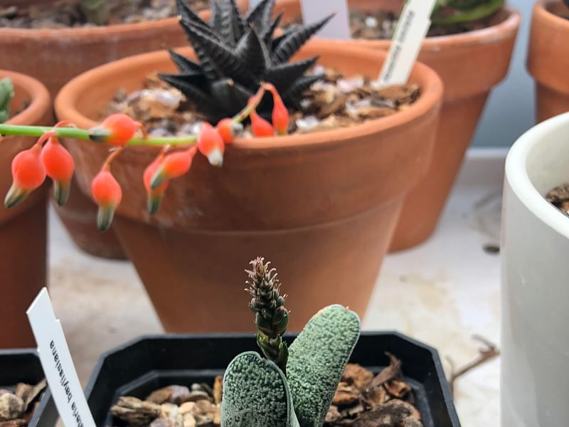 Gasteria Baylissiana Flower | Gasteria | Aloaceae