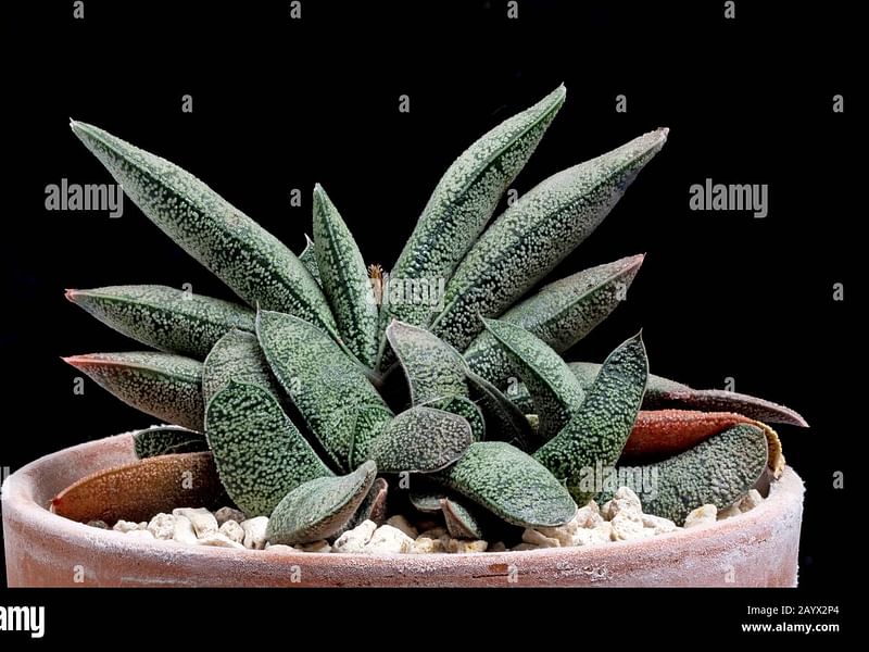 Gasteria Baylissiana Flower | Gasteria | Aloaceae