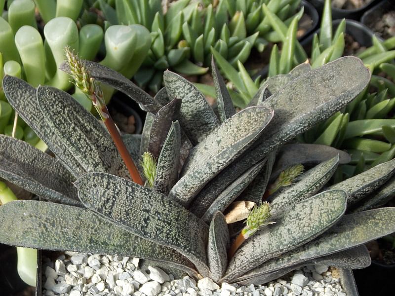 Gasteria Baylissiana Flower | Gasteria | Aloaceae