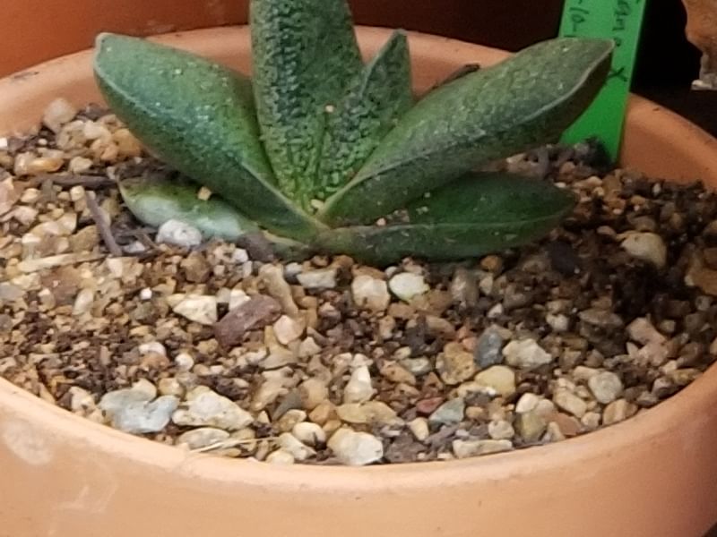 Gasteria Baylissiana Flower | Gasteria | Aloaceae