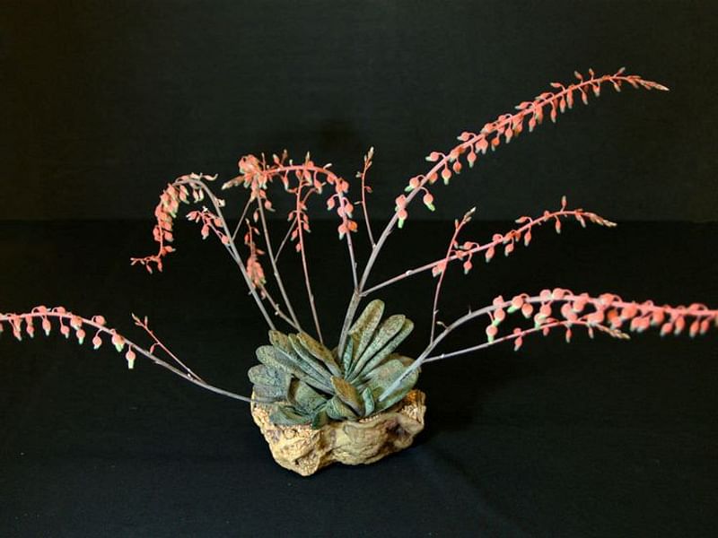 Gasteria Baylissiana Flower | Gasteria | Aloaceae