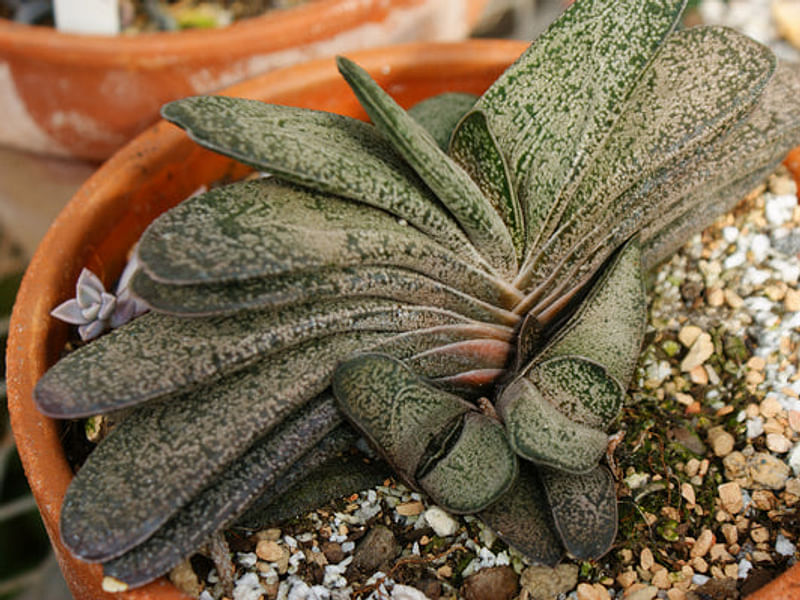 Gasteria Baylissiana Flower | Gasteria | Aloaceae