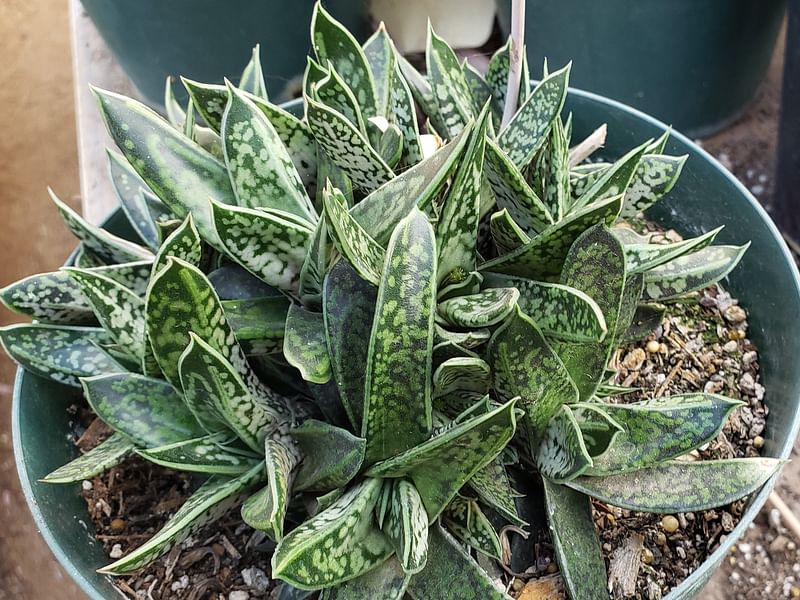 Gasteria Bicolor Var Liliputiana | Gasteria | Aloaceae
