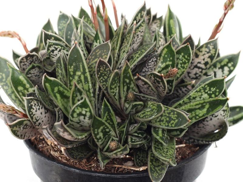 Gasteria Bicolor Var Liliputiana | Gasteria | Aloaceae
