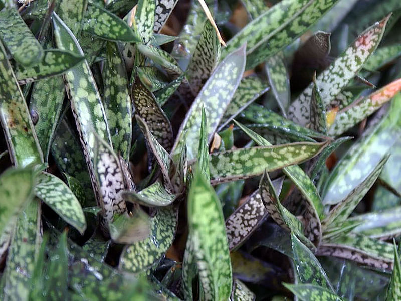Gasteria Bicolor Var Liliputiana | Gasteria | Aloaceae