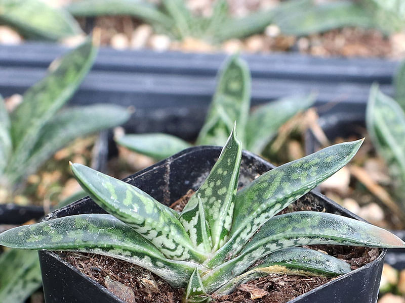 Gasteria Bicolor Var Liliputiana | Gasteria | Aloaceae