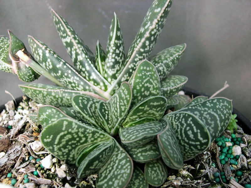 Gasteria Bicolor Var Liliputiana | Gasteria | Aloaceae
