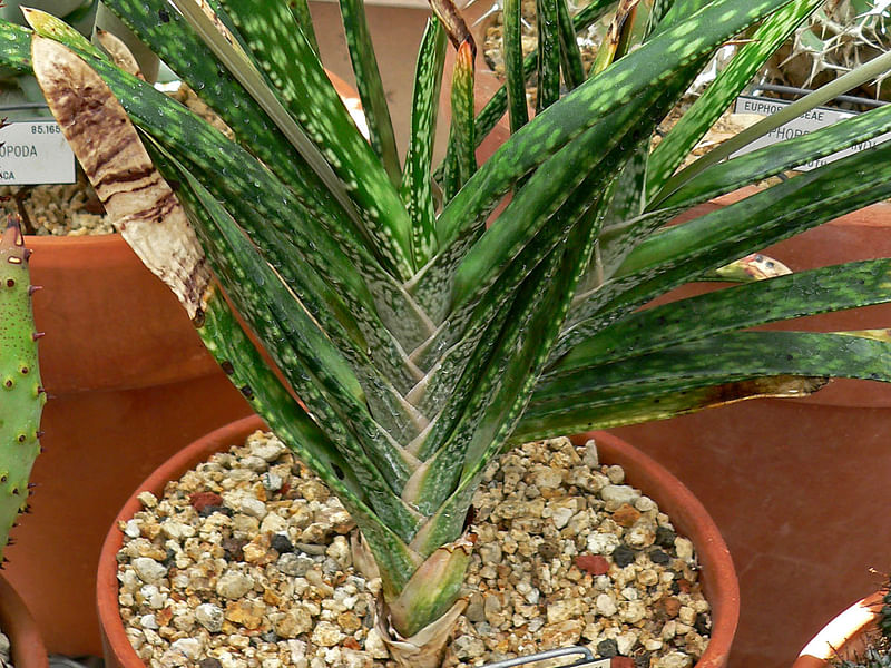Gasteria Bicolor Var Liliputiana | Gasteria | Aloaceae