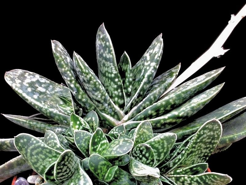 Gasteria Bicolor Var Liliputiana | Gasteria | Aloaceae