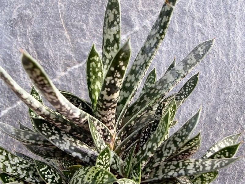 Gasteria Bicolor Var Liliputiana | Gasteria | Aloaceae