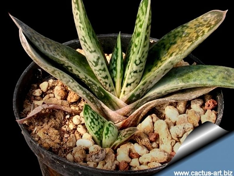 Gasteria Bicolor Var Liliputiana | Gasteria | Aloaceae