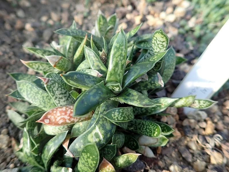 Gasteria Bicolor Var Liliputiana | Gasteria | Aloaceae