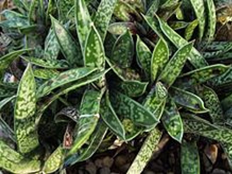 Gasteria Bicolor Var Liliputiana | Gasteria | Aloaceae