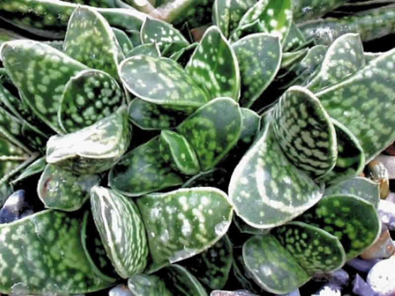 Gasteria Bicolor Var Liliputiana | Gasteria | Aloaceae