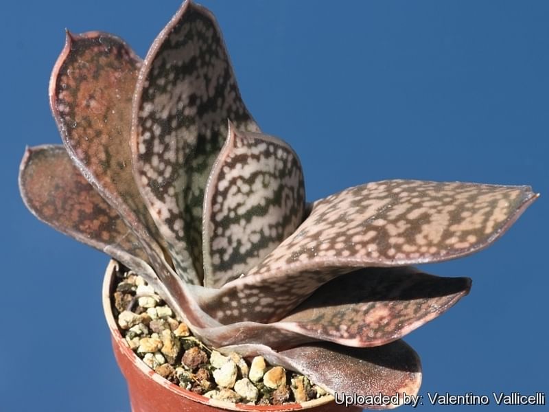 Gasteria Brachyphylla Var. Brachyphylla Flower | Gasteria | Aloaceae