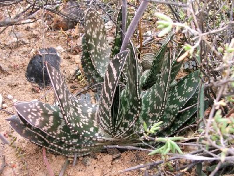 Gasteria Brachyphylla Var. Brachyphylla Flower | Gasteria | Aloaceae