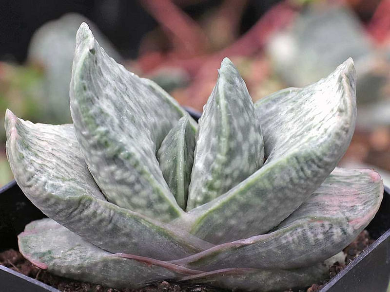 Gasteria Brachyphylla Var. Brachyphylla Flower | Gasteria | Aloaceae