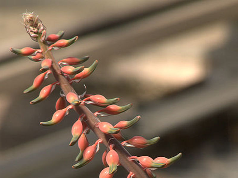 Gasteria Brachyphylla Var. Brachyphylla Flower | Gasteria | Aloaceae