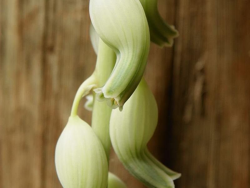 Gasteria Brachyphylla Var. Brachyphylla Flower | Gasteria | Aloaceae