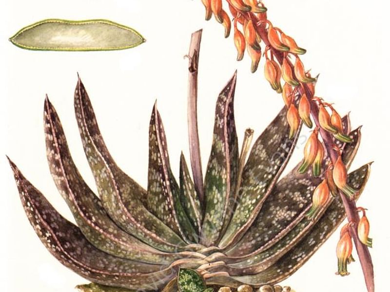 Gasteria Brachyphylla Var. Brachyphylla Flower | Gasteria | Aloaceae