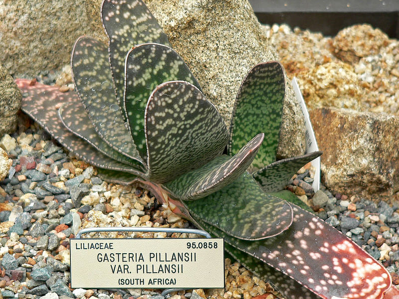 Gasteria Brachyphylla Var. Brachyphylla Flower | Gasteria | Aloaceae