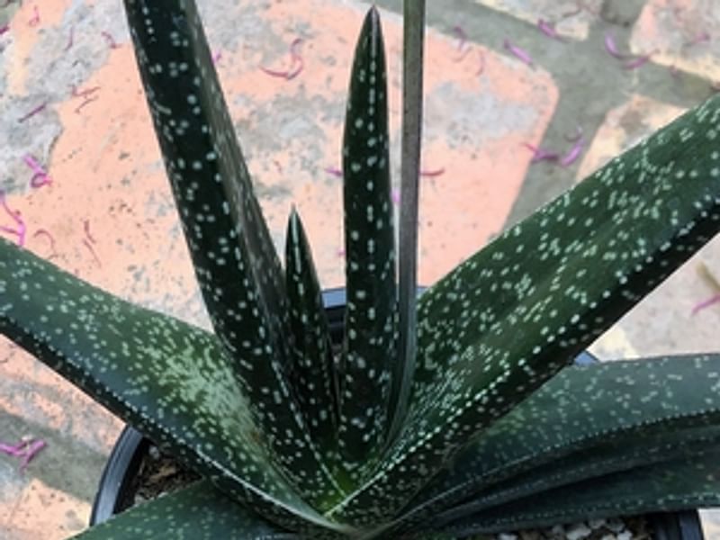 Gasteria Carinata Var. Carinata | Gasteria | Aloaceae