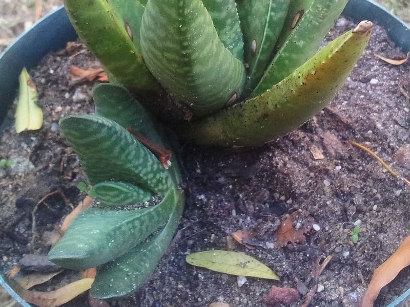 Gasteria Carinata Var. Carinata | Gasteria | Aloaceae
