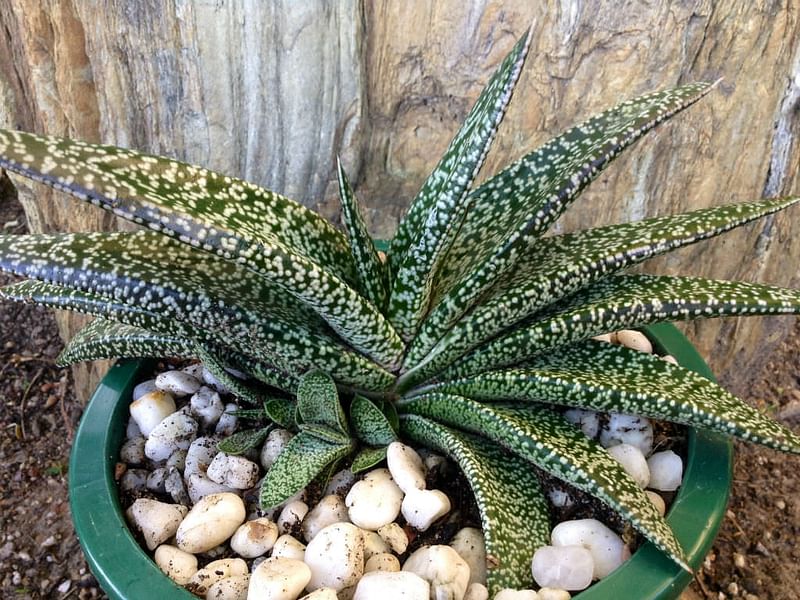 Gasteria Carinata Var. Carinata | Gasteria | Aloaceae