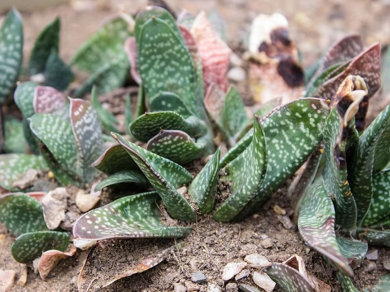 Gasteria Carinata Var. Carinata | Gasteria | Aloaceae