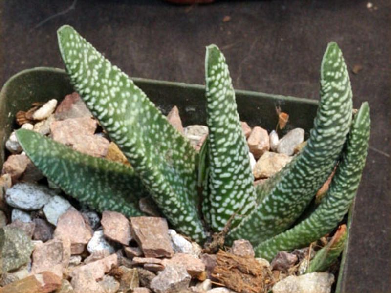 Gasteria Carinata Var. Carinata | Gasteria | Aloaceae