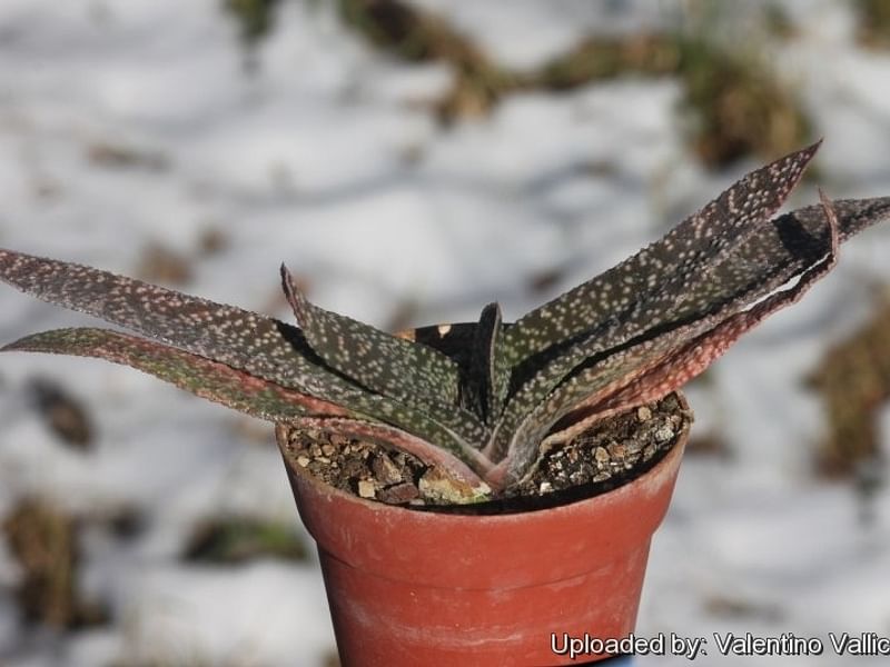Gasteria Carinata Var. Carinata | Gasteria | Aloaceae