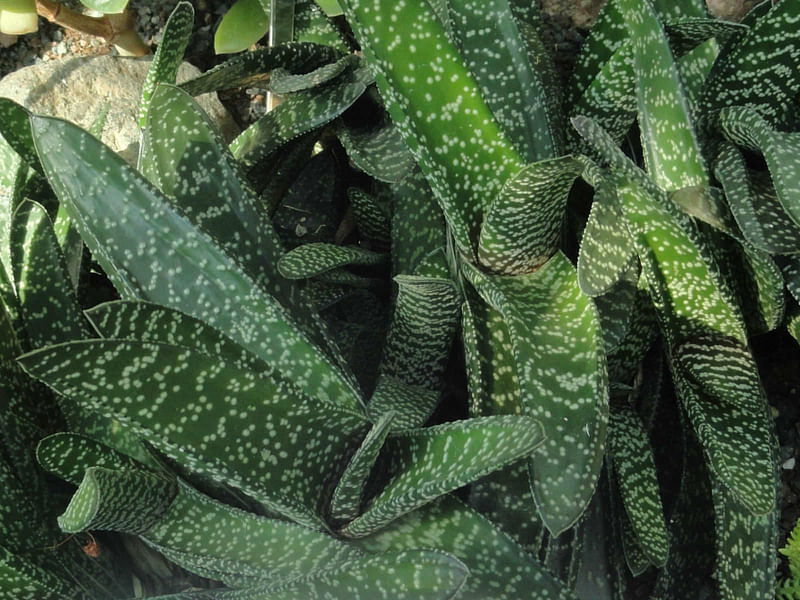 Gasteria Carinata Var. Carinata | Gasteria | Aloaceae