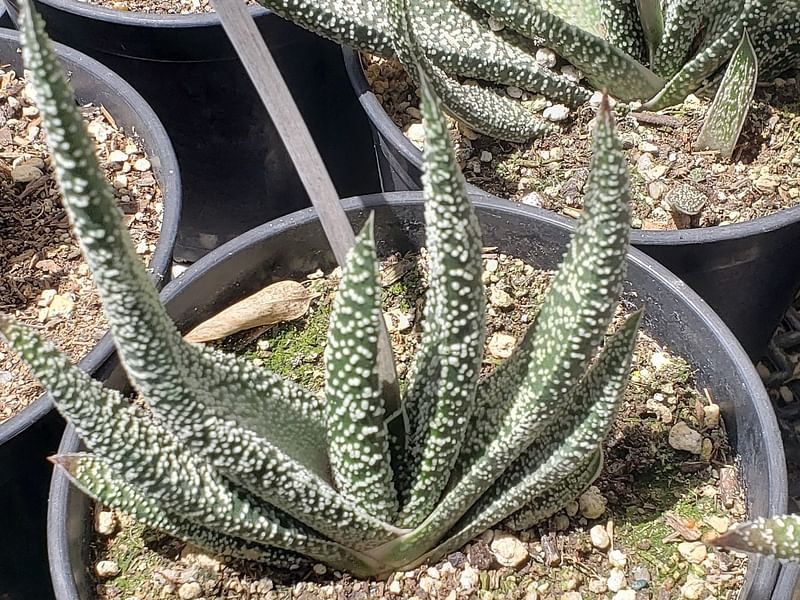 Gasteria Carinata Var. Carinata | Gasteria | Aloaceae