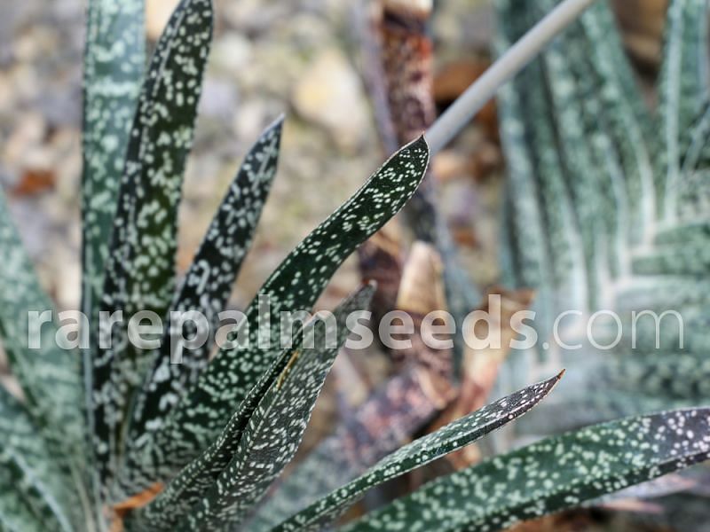 Gasteria Carinata Var. Carinata | Gasteria | Aloaceae