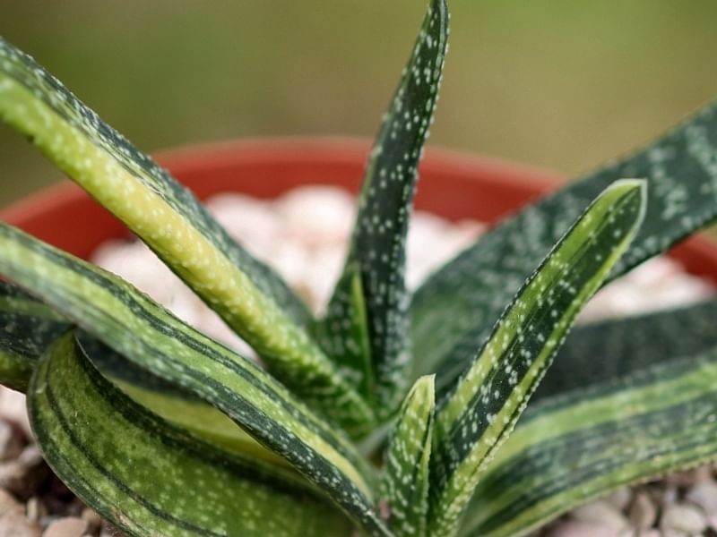 Gasteria Carinata Var. Carinata | Gasteria | Aloaceae
