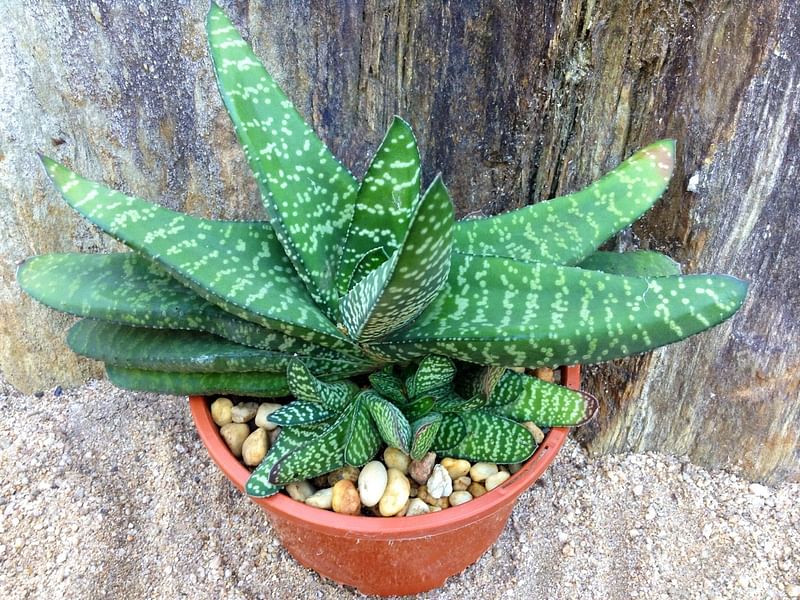 Gasteria Carinata Var. Carinata | Gasteria | Aloaceae