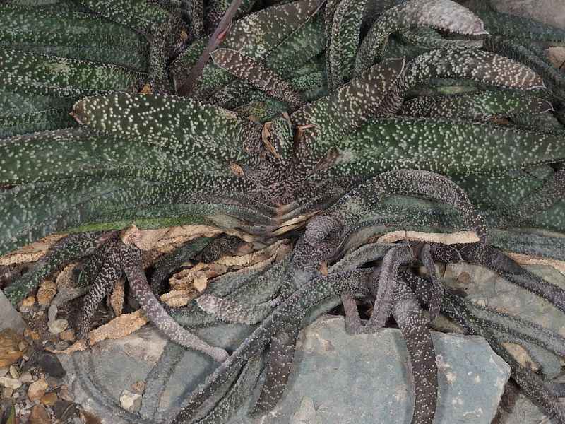 Gasteria Carinata Var. Carinata | Gasteria | Aloaceae