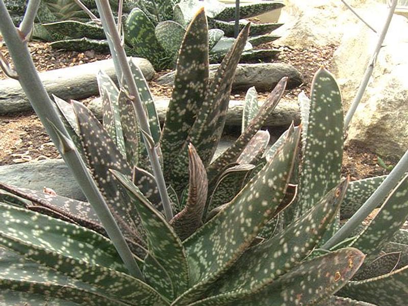 Gasteria Dicta | Gasteria | Aloaceae