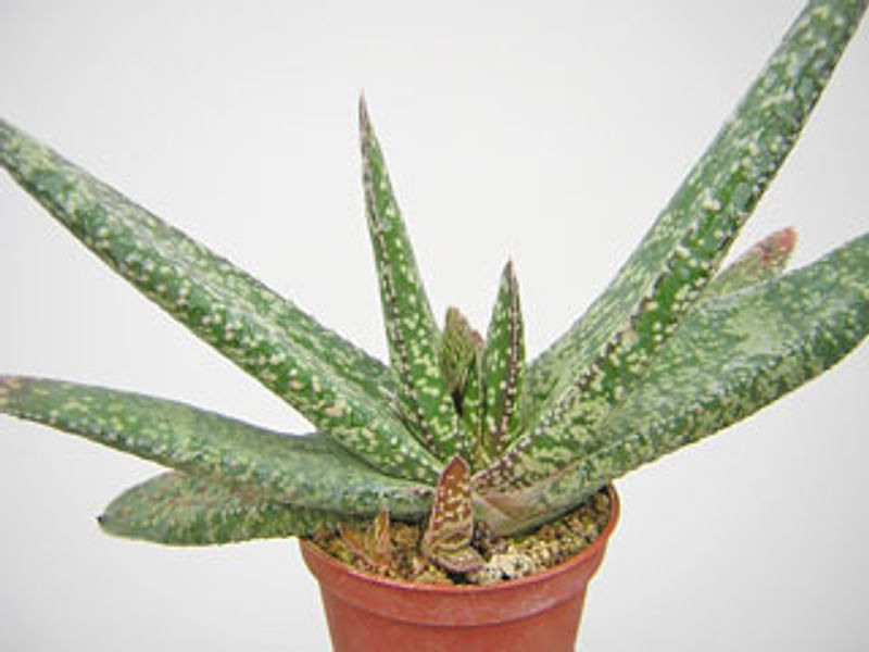 Gasteria Dicta | Gasteria | Aloaceae