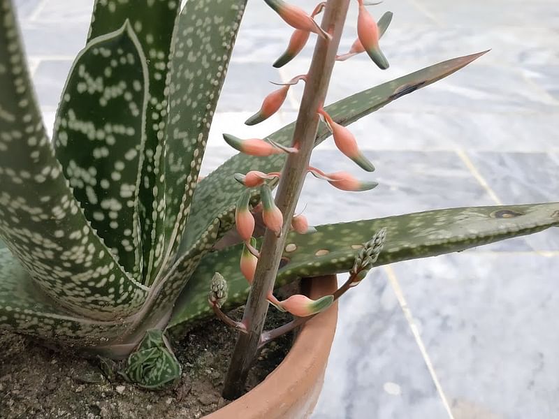 Gasteria Dicta | Gasteria | Aloaceae