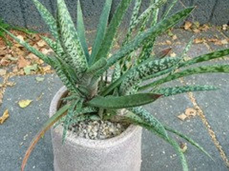 Gasteria Dicta | Gasteria | Aloaceae