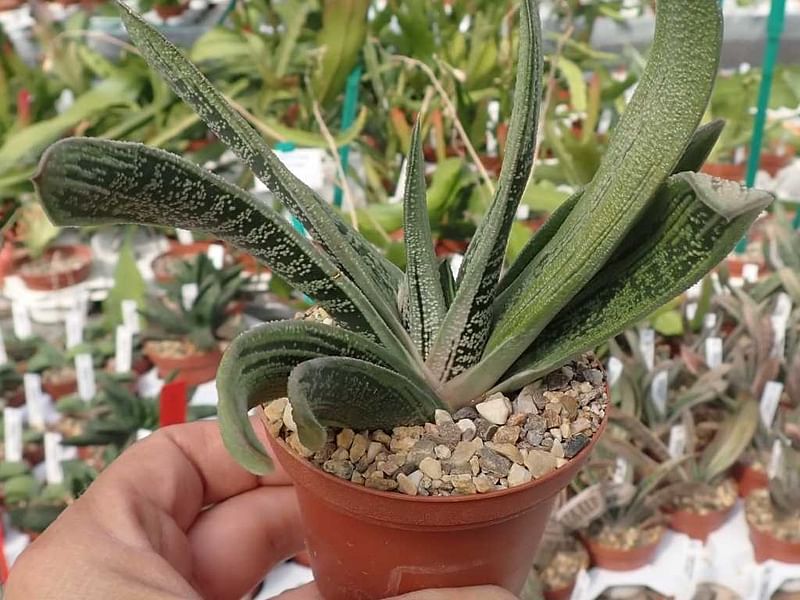 Gasteria Dicta | Gasteria | Aloaceae