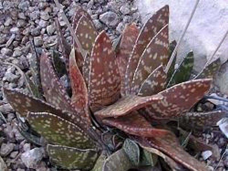 Gasteria Dicta | Gasteria | Aloaceae